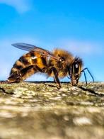 Basiscursus imkeren, Bijen