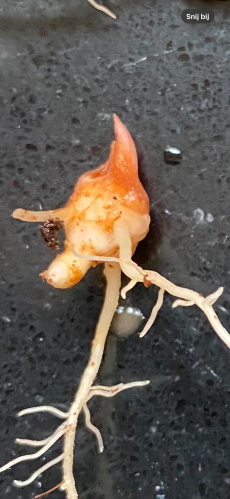 Nobilis pink corms knolletjes, Tuin en Terras, Bloembollen en Zaden, Volle zon, Ophalen of Verzenden