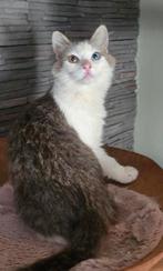 Siberische kater nog geen jaar oud, Dieren en Toebehoren, Kater