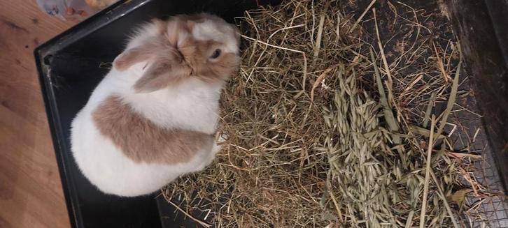 Gratis konijn , alleen voor een goed tehuis, Dieren en Toebehoren, Konijnen, Mannelijk