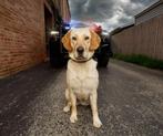 Enthousiast , actieve en gedreven honden gezocht, Dieren en Toebehoren, Particulier, 1 tot 2 jaar, Buitenland, Meerdere