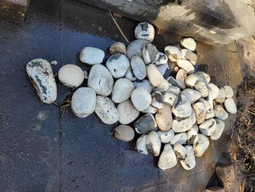 Sierkeien wit beschikbaar voor biedingen