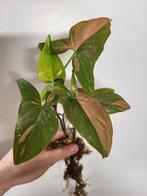 Syngonium Red Spot Pink Splash, Ophalen of Verzenden, Halfschaduw, Minder dan 100 cm