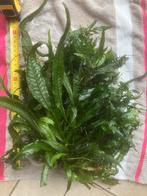 Javavaren, Dieren en Toebehoren, Vissen | Aquariumvissen, Vis