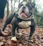 Old english bulldog dekreu, 6 jaar of ouder, Reu, Parvo, Bulldog