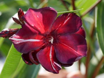 Nerium oleander Babies Diamond,  jonge planten in p9 . beschikbaar voor biedingen