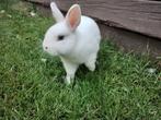 Lieve jonge blauw oog pool ram, Dieren en Toebehoren, Mannelijk, Dwerg, 0 tot 2 jaar