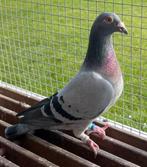 Postduif Direct Marcel Sangers kweek duivin., Vrouwelijk, Postduif