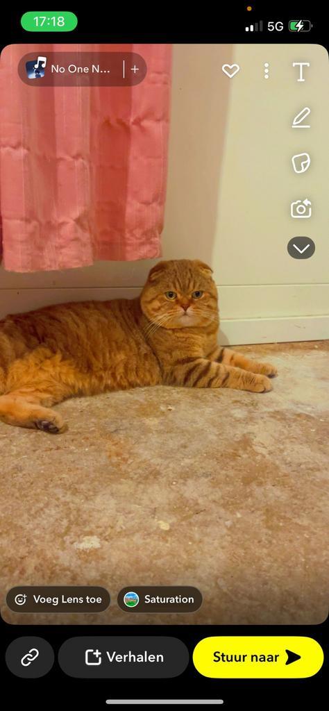 British kort haar en gezonde niet gecastreerde mannetjes, Dieren en Toebehoren, Katten en Kittens | Raskatten | Korthaar, Kater