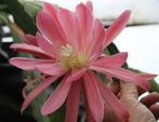 epiphyllum cactus grandy gewortelde stekken, Huis en Inrichting, Minder dan 100 cm, Bloeiende kamerplant, Halfschaduw, Ophalen of Verzenden