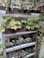 Planten of stekjes ruilen, Tuin en Terras, Planten | Tuinplanten, Overige soorten, Vaste plant, Ophalen of Verzenden, Halfschaduw