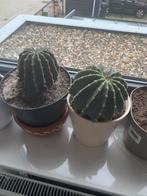 Cactus planten ps €10, Huis en Inrichting, Ophalen, Cactus, Volle zon, Minder dan 100 cm