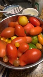 Tomaat,  planten , pompoen en courgette in alle kleuren, Tuin en Terras, Zomer, Ophalen, Volle zon