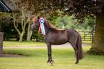 NMPRS Show- en Dekhengst te koop, Dieren en Toebehoren, Meerdere dieren, A pony (tot 1.17m), Met stamboom, 3 tot 6 jaar