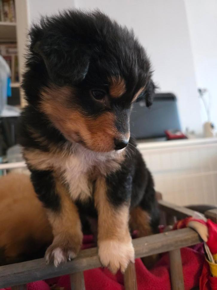 Puppy reutje, Dieren en Toebehoren, Honden | Niet-rashonden, Middel, Teef, Fokker | Hobbymatig, Eén hond, Nederland, 8 tot 15 weken