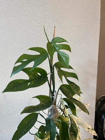 Mooie Epipremnum pinatum groen stek (pothos) goede wortels beschikbaar voor biedingen