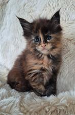 Prachtige maine coon kittens zoeken een 5 ** thuis, Poes, Gechipt