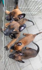 Mechelse herder puppies, Dieren en Toebehoren, Honden | Herdershonden en Veedrijvers, CDV (hondenziekte), 8 tot 15 weken, Teef