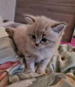 Ragdoll kittens, Dieren en Toebehoren, Katten en Kittens | Raskatten | Langhaar, Poes, Ontwormd, 0 tot 2 jaar