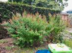 Gratis tuinplanten, Tuin en Terras, Ophalen, Zomer, Overige soorten