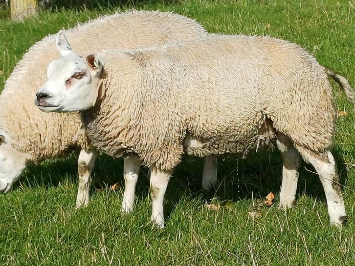 Raszuivere Texelaar stamboek rammen en ooien, Dieren en Toebehoren, Schapen, Geiten en Varkens, Schaap, Meerdere dieren, 0 tot 2 jaar