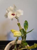 2x dendrobium nobile wit, Minder dan 100 cm, Halfschaduw, Bloeiende kamerplant, Ophalen