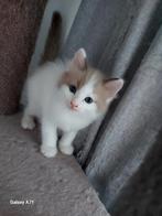 Ragdoll kittens  mogen nest verlaten, Dieren en Toebehoren, Katten en Kittens | Raskatten | Korthaar, Meerdere dieren, Ontwormd
