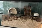 Glazen terrarium, Dieren en Toebehoren, Kooi, Minder dan 60 cm, Hamster, 75 tot 110 cm