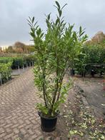 Prunus laurocerasus Caucasica 180-200 cm laurierkers, Tuin en Terras, Ophalen of Verzenden, Vaste plant, Overige soorten, Halfschaduw