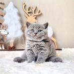 Prachtige Britse korthaar kittens, Dieren en Toebehoren, Katten en Kittens | Raskatten | Korthaar, Meerdere dieren, Gechipt, 0 tot 2 jaar