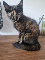 Kittens, Dieren en Toebehoren, Katten en Kittens | Overige Katten, Kater