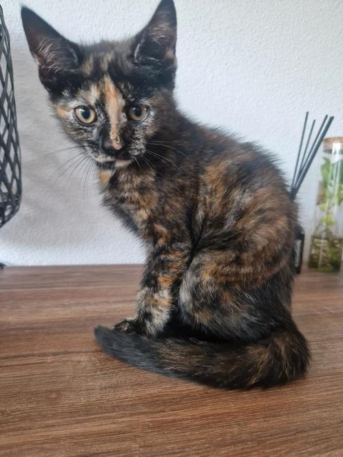Kittens, Dieren en Toebehoren, Katten en Kittens | Overige Katten, Kater