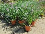 Leliegras 'Liriope muscari Moneymaker' met staffelkorting, Tuin en Terras, Planten | Tuinplanten, Vaste plant, Siergrassen, Ophalen of Verzenden