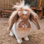 Lieve gezonde senior voedster, Vrouwelijk, Middelgroot, Hangoor, 6 tot 8 jaar