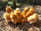 Trio buff zijdehoender krielen, Dieren en Toebehoren, Pluimvee, Meerdere dieren, Kip