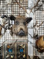 opgezet wild ever zwijn borst preparaat hert taxidermy, Ophalen of Verzenden, Nieuw, Hert, Opgezet dier