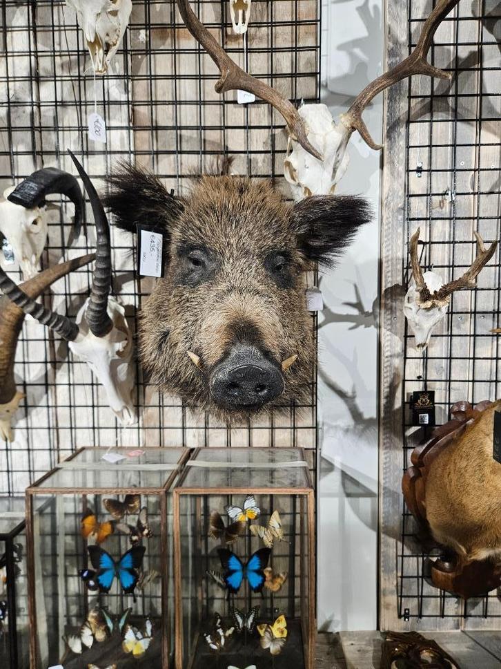 opgezet wild ever zwijn borst preparaat hert taxidermy, Verzamelen, Dierenverzamelingen, Nieuw, Opgezet dier, Hert, Ophalen of Verzenden