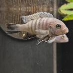 Cynotilapia afra, Dieren en Toebehoren, Vis