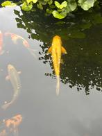 Koi karper, Dieren en Toebehoren, Vissen | Vijvervissen, Karper of Koi