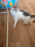Kitten (katertje) 13 weken oud, Dieren en Toebehoren, Kater