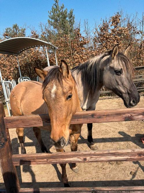 Verzorgster gezocht voor twee lieve merries in cromvoirt, Diensten en Vakmensen, Dieren | Paarden | Verzorging, Oppas en Les, Ruiter of Bijrijder