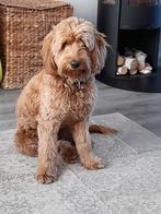 Verwacht Labradoodle Pups, Overige rassen, 8 tot 15 weken, Meerdere, Meerdere dieren