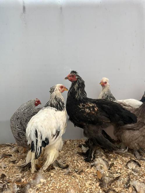 Prachtige mooie kippen, Dieren en Toebehoren, Pluimvee