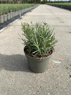 Lavandula Hidcote - Prachtige Lavendel!, Tuin en Terras, Ophalen, Volle zon, Vaste plant, Kruiden