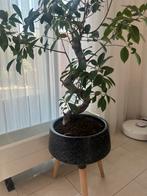 Bonsai boompje, Huis en Inrichting, Kamerplanten, Ophalen of Verzenden, Overige soorten, Minder dan 100 cm