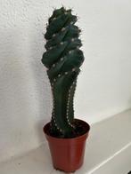 Cactus careus Jamacaru spiralis, Ophalen of Verzenden, Minder dan 100 cm, Bloeiende kamerplant, Volle zon