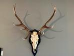 Ongelijke 10 ender schedel met gewei edelhert op wandplaat., Ophalen of Verzenden, Zo goed als nieuw, Hert, Gewei of Kop