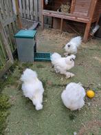 Drie Zijdehoender hanen, Dieren en Toebehoren, Pluimvee, Mannelijk, Kip