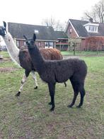 Jonge Lama hengst te koop, Dieren en Toebehoren, Overige Dieren, Mannelijk