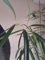 Ficus binnendiijkii "Alii " met pot, Ophalen, Ficus, Halfschaduw, In pot